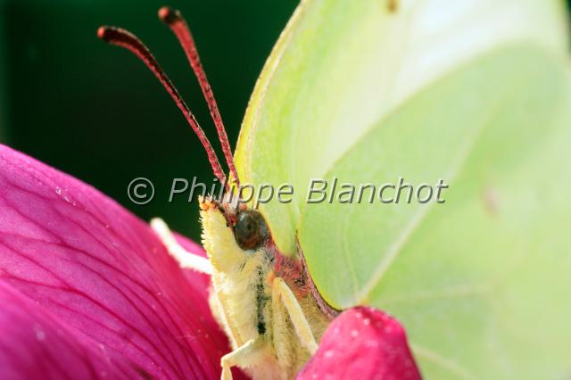 gonepteryx rhamni.JPG - Gonepteryx rhamniCitronBrimstoneLepidoptera, Pieridae56 France